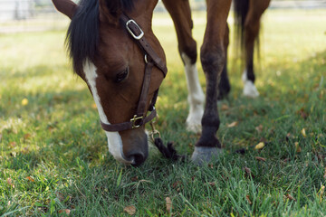 Obraz premium horse grazing on grass