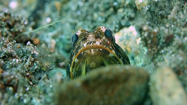 Close-up. Variable jawfish sits in its hole. His head is clearly visible. He breathes and moves gills. Philippines. Anilao.