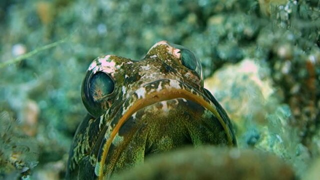 Close-up. Variable jawfish sits in its hole. His head is clearly visible. He breathes and moves gills. Philippines. Anilao.