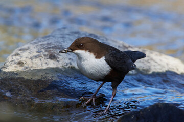 Wasseramsel (Cinclus cinclus) an der Spree	