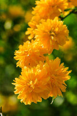 several yellow flowers on a flower bush. Japanese ranunculus in the sunshine. Detail shot of Japanese flower with open flowers in a wild garden. Several flowers on a shrub with green leaves in spring