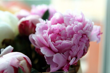blooming pink peony close up