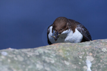 Wasseramsel (Cinclus cinclus) an der Spree	