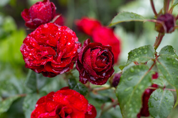 red roses after rain in a garden