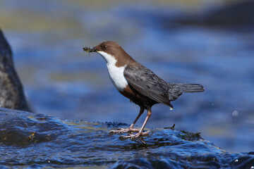 Wasseramsel (Cinclus cinclus) an der Spree	