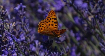 Farfalla su lavanda