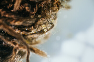 Top view angle of goldfish freshly-laid eggs on spawning mop