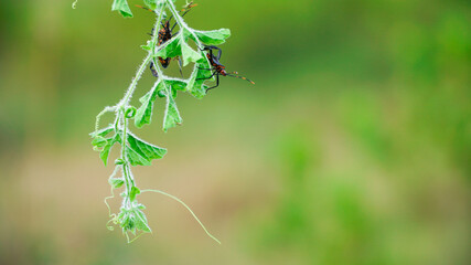 insects attack the shoots of plants