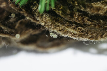 Top view angle of goldfish freshly-laid eggs on spawning mop