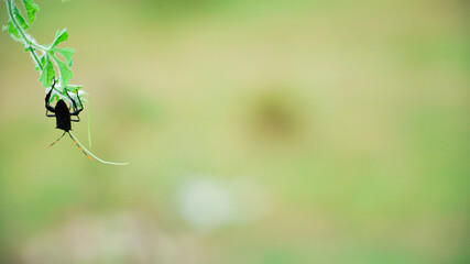 insects attack the shoots of plants