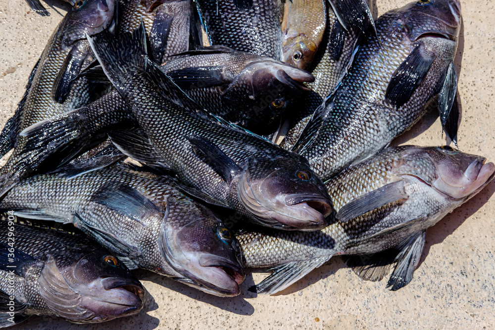 Canvas Prints Photograph of freshly caught Atlantic black sea bass on the deck of a boat