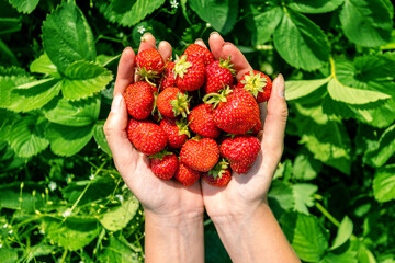 handful of ripe fresh strawberries in female palms on a background of green leaves, top view © Sergey