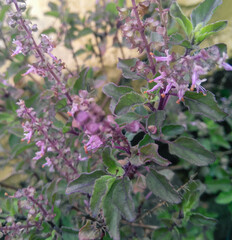 purple lilac flowers blooming in branch of green leaves plant growing in garden, nature photography