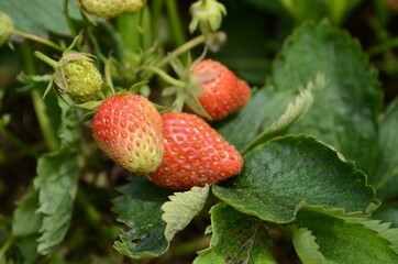 Harvesting of fresh ripe big red strawberry fruit in Dutch greenhouse