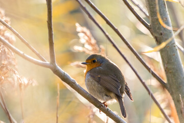Robin (Erithacus rubecula), standing on a branch. 