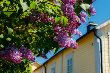 Fototapeta na wymiar Beautiful street with old wooden houses and blooming lilac in old town of Porvoo