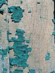 old tree - background. old paint of blue and turquoise color. ruined painted background for design