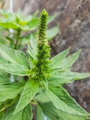 Red-root or pigweed amaranth plant
