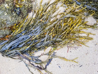 Feamainn bhuí, rockweed or knotted kelp