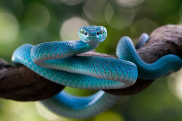 Viper snakes look around for prey on branch, Blue insularis snake