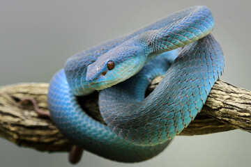 Viper snakes look around for prey on branch, Blue insularis snake