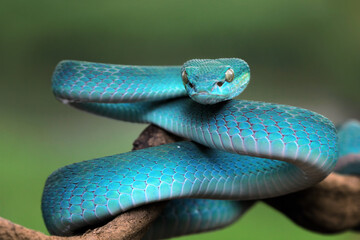 Viper snakes look around for prey on branch, Blue insularis snake