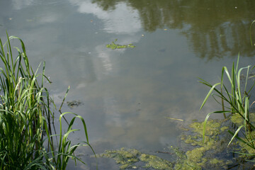 Part of Gunwade Lake at Ferry Meadows Country Park, Peterborough, surrounded by grasses. 