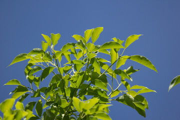 Leaf of Cinnamomum camphora tree