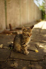 Cute tabby kitten sits in a sunny summer yard