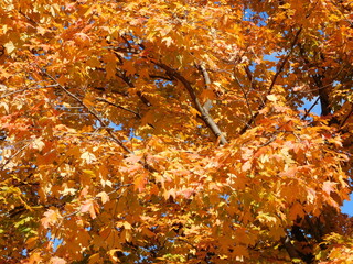 Devil Inside Photography