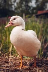 white standing duck on land
