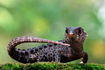 Crocodile skink sunbathing on moss