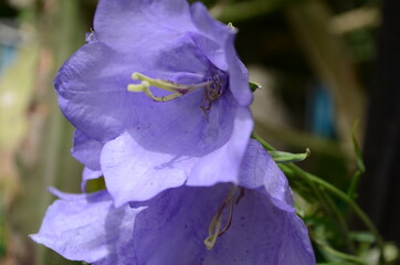 Delicate blue bell flowers on the flowerbed in summer among green grass in the garden. They are wonderful spring and summer flowers.