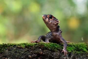 Crocodile skink sunbathing on moss