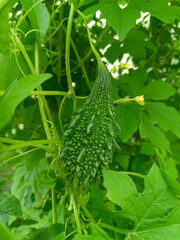 fresh vegetables in a garden, closeup of bitter gourd growing in plant, organic farming...