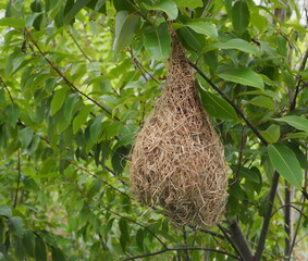 bird's nest in the tree