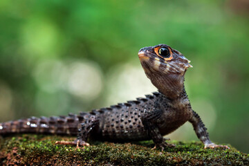 Crocodile skink sunbathing on moss