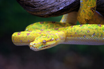Head of yellow tree python snake on branch, snake on branch
