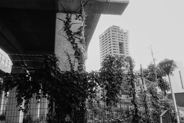 高架の柱に生えている植物