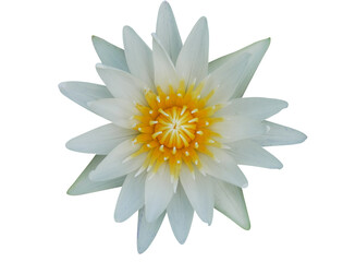 Isolated lotus flowers with clipping paths on white background.