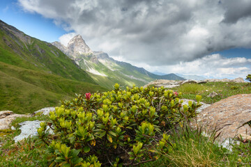 Fototapeta premium Bergblumen mit einem Berg im Nebel als Hintergrund