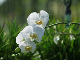Orchid flower in garden at winter or spring day concept design.