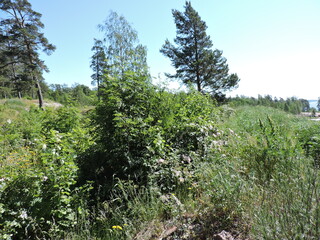 trees in the forest, Finland