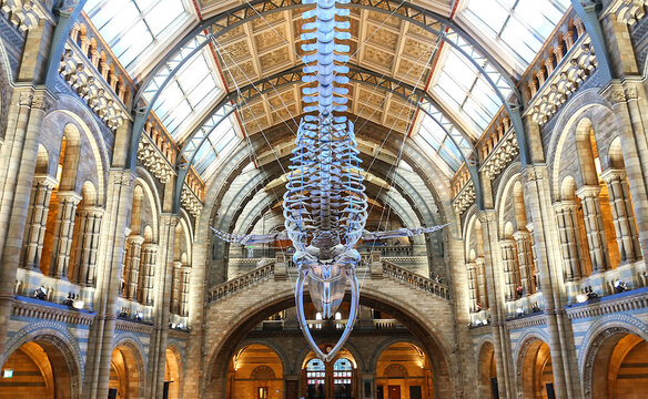 LONDON, UK - AUGUST 09, 2017: Natural history museum. Real size skeleton of the blue whale located in the main hall.