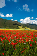 La fioritura della lenticchia nell'altipiano di Castelluccio di Norcia, per parco dei Monti Sibillini