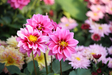Fototapeta premium Chrysanthemums blooming in spring