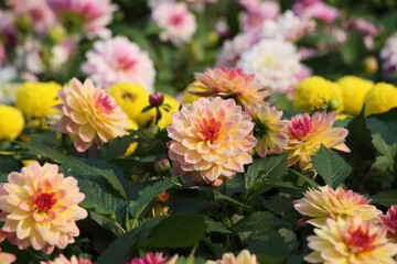 blooming chrysanthemums in a garden