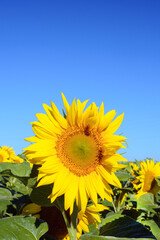 Sunflower flowers close-up on a background of blue sky. Helianthus herbaceous oil plant. Agriculture.