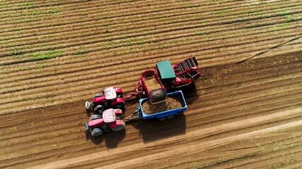 Tractor Harvesting Potatoes in the Fertile Fields of the Farm in July. Agricultural machinery.