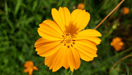 Beautiful marigold Flower. Close up of Colorful Pot Marigold flower